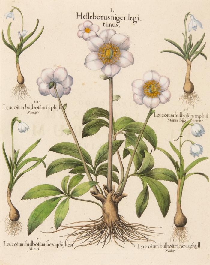 Hortus Eystettensis. I. Helleborus niger legitimus. / II. Leuconium bulbosum triphyl maius Byzanthinum / III. ... tripyli minus / VI. ... hexaphyll. maius / V. ... hexaphyllon minus, Christrose und Schneeglöckchen.