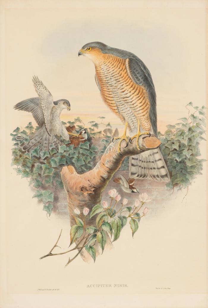 Vögel. - Uhu / Kolkrabe / Alpenschneehuhn (3) / Säbelschnäbler / Kolbenente / Waldschnepfe / Fischreiher / Kuckuck / Sperber / Rotdrossel.