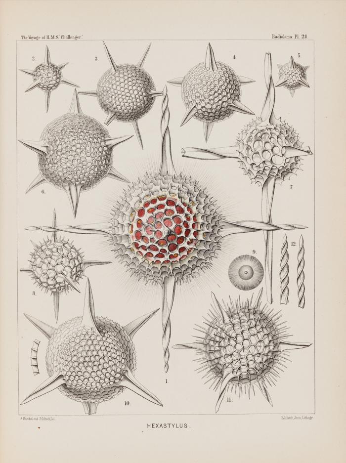 Report on the Scientific Results of the Voyage of H.M.S. Challenger during the years 1873-76. ...prepared under the superintendence of ... C. Wyville Thomson ... and now of John Murray. Zoology vol. XVIII. 2 Bde. und Tafelband in 3 Bdn.