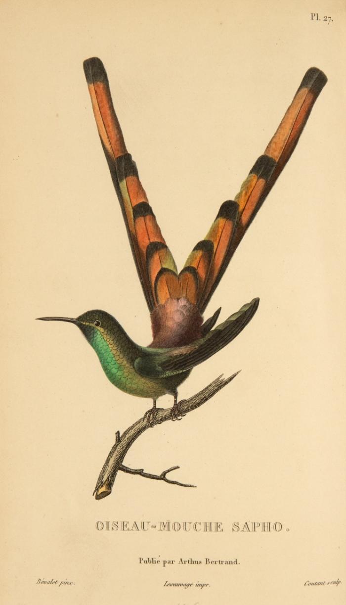Histoire naturelle des oiseaux-mouches, ouvrage orné de planches dessinées et gravées par les meilleurs artistes.