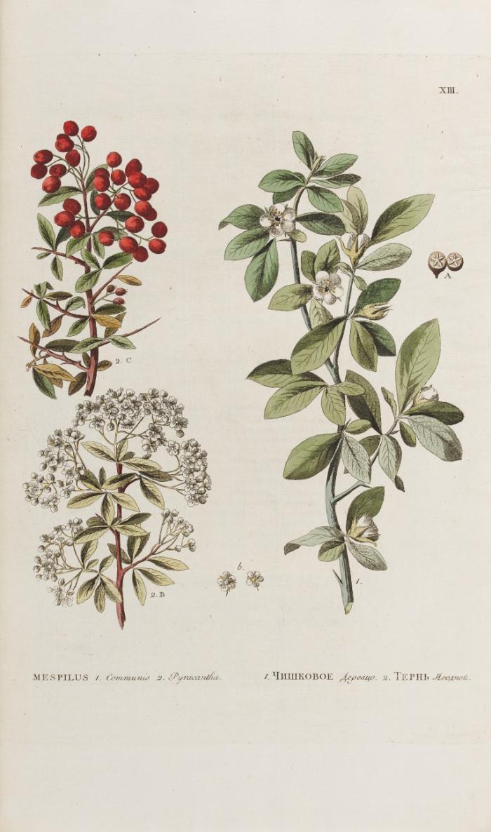 Flora Rossica, seu stirpium Imperii Rossici per Europam et Asiam indigenarum descriptiones et icones. 2 Tle. in 1 Bd.