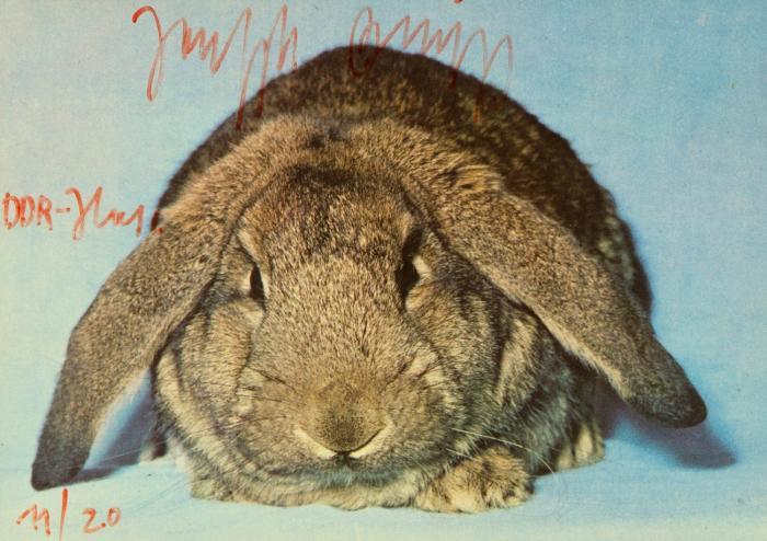 DDR-HASE