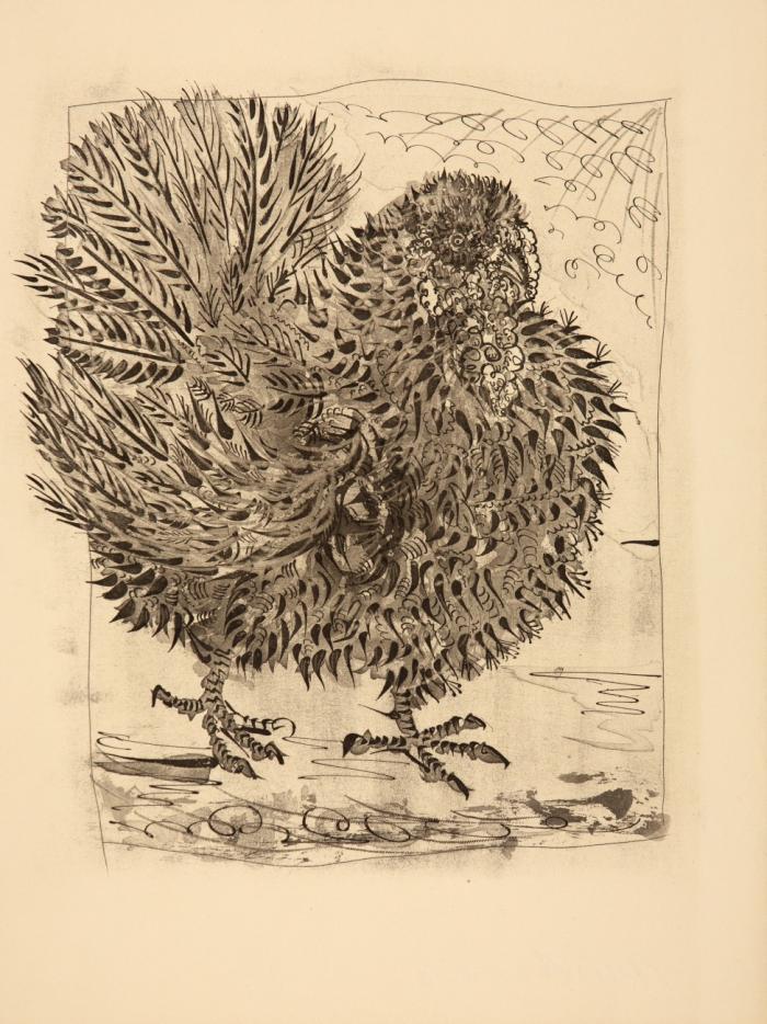 LE DINDON (AUS: BUFFON, HISTOIRE NATURELLE)