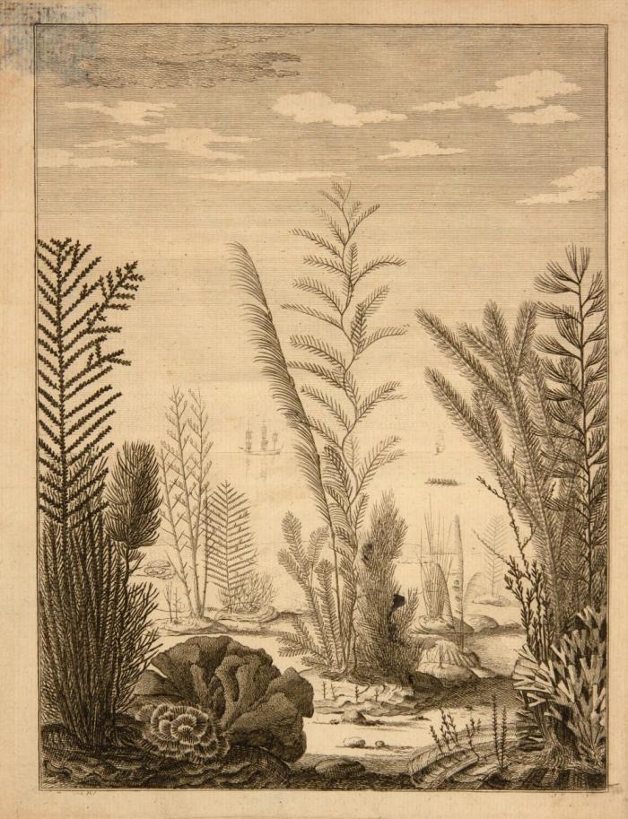 2 naturwissenschaftliche Werke über Meeresbiologie. Den Haag 1756-1758.