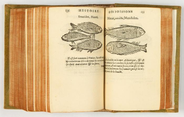 L'histoire des plantes, traduicte de Latin par Geofroy Linocier. Rev. & Corrigé. Seconde édition.