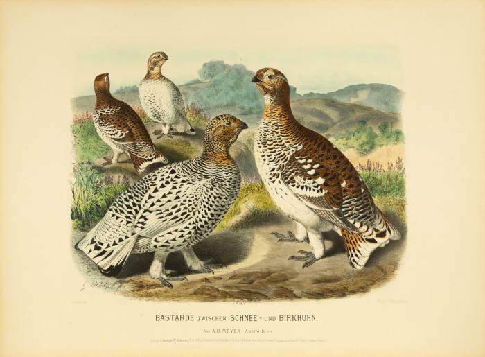 Unser Auer-, Rackel- und Birkwild und seine Abarten. Textbd. und Atlas in 2 Bden.