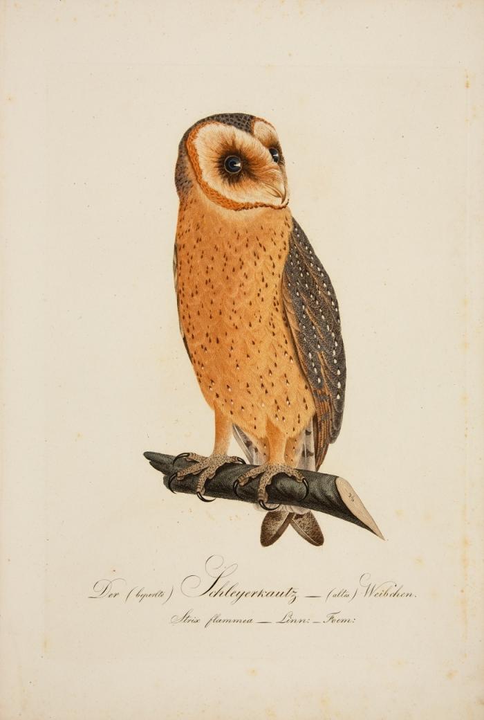Teutsche Ornithologie oder Naturgeschichte aller Vögel Teutschlands in naturgetreuen Abbildungen und Beschreibungen. Hrsg. von Beklker, Lichthammer, C. W. Bekker und Lembcke.