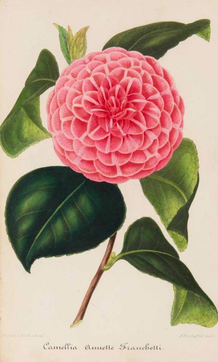 Nouvelle iconographie des Camellias contenant les figures et de la description des plus rares ... Bde. 9 - 13 (von 13) in 1 Bd.
