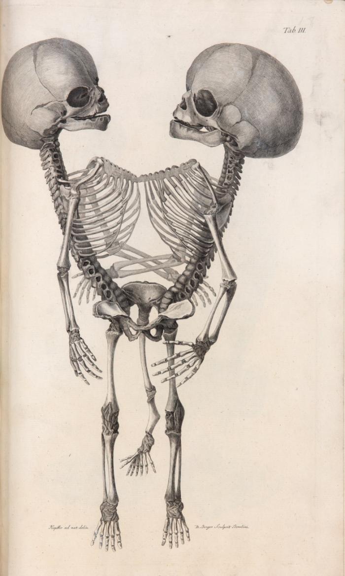 Observationes anatomicae. Historia monstri bicorporis duobus capitibus, tribus pedibus, pectore pelvique concreti. Curae renovatae de anastomosi tubulorum lactiferorum mammae muliebris. Concrementa terrestria. Vanae capitis et colli.