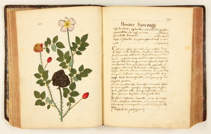 Recueil des plantes les plus usuelles peintes d'apres nature. Tome second. Französ. Handschrift mit 226 ganzs. botanischen Abbildungen.