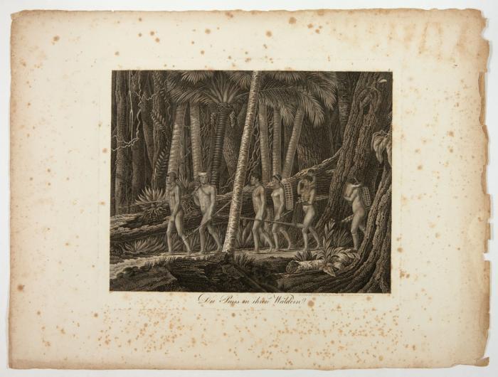 Reise nach Brasilien in den Jhren 1815-1817. 2 Textbände und 1 Tafelband.