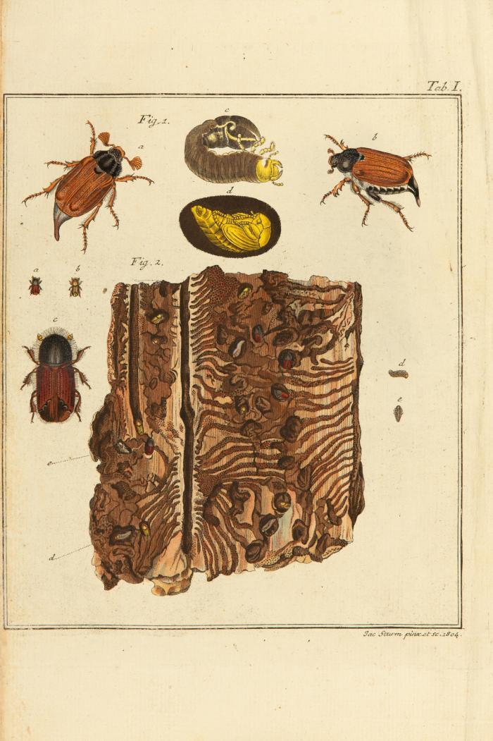 Vollständige Naturgeschichte der schädlichen Forstinsekten nebst einem Nachtrag der schonenswerten Insekten, welche die schädlichen vertilgen helfen. Ein Handbuch für Forstmänner, Cameralisten und Oekonomen. 3 Tle. in 1 Bd.