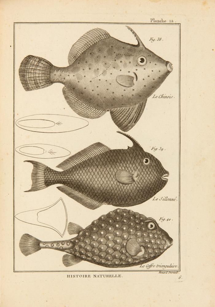 Tableau encyclopédique et méthodique des trois règnes de la nature: Ichthyologie.
