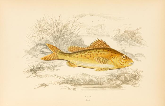 A history of the fishes of the British Islands. 4 Bde.
