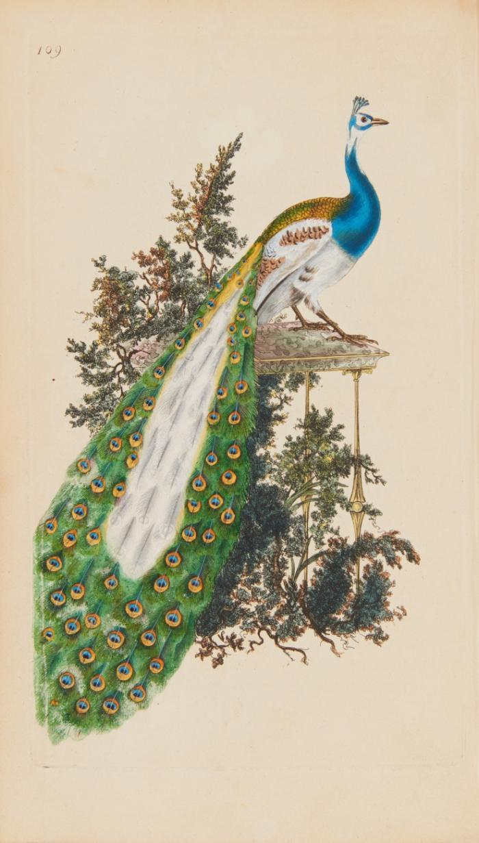 The natural history of British birds ... The descriptions from the Systema Naturae of Linnaeus; with general observations ...(reissued). 5 Bde.