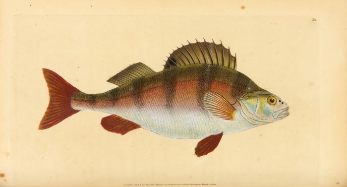 The natural history of British fishes, including scientific and general descriptions of the most interesting species, and an extensive selection of accurately finished coloured plates. Taken entirely from original drawings. 5 Bde. in 3.