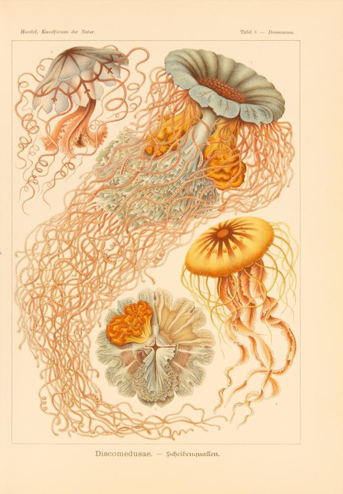 Kunstformen der Natur. Hundert Illustrationstafeln mit beschreibendem Text.