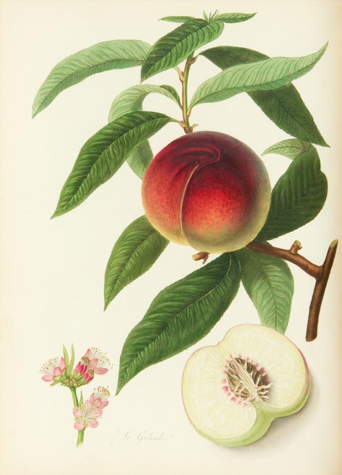 Pomona Londinensis: containing colored engravings of the most esteemed fruits cultivated in the British gardens. Vol. I (= alles).