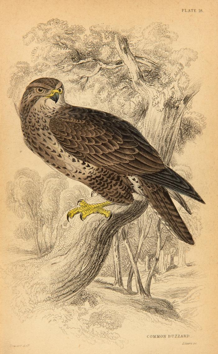 The Naturalist's Library. Ornithology. Birds of Great Britain und Ireland. 4 Bde.