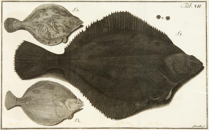 Historiae piscium naturalis promovendae missus quartus. Bd. IV (von 5).