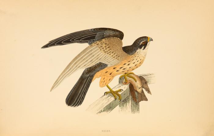 A history of British birds. Second Edition. 6 Bde.