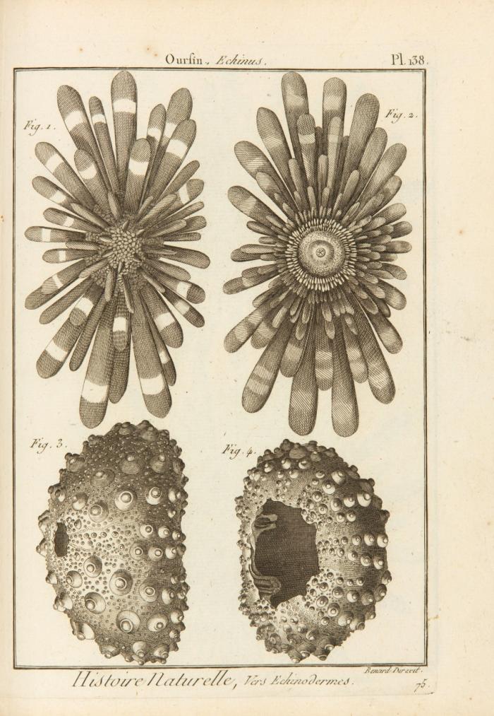 Muscheln, Seesterne etc. - Bernard., 195 Kupfertafeln (Nrn 96 - 189, ohne 137 und 176). aus Encyclopédie méthodique ... histoire nat. .... vers, coquilles, mollusques etc.