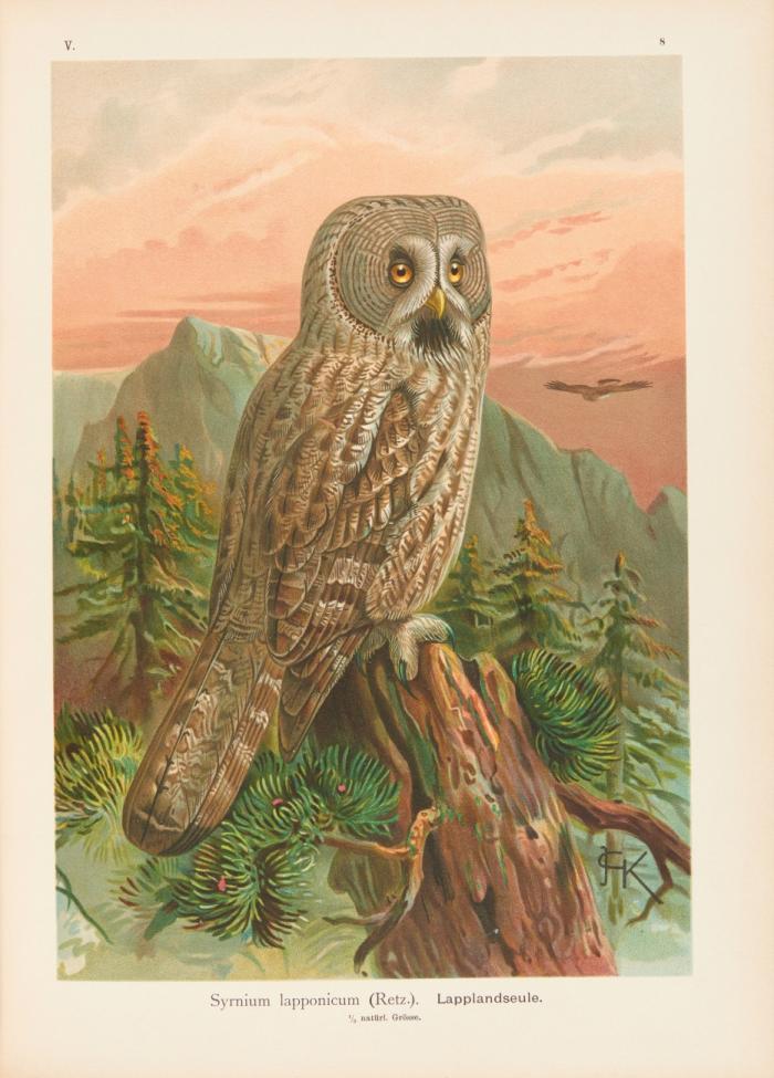 Naturgeschichte der Vögel Mitteleuropas. Neu bearbeitet. Hrsg. von Carl R. Hennicke. 12 Bde.