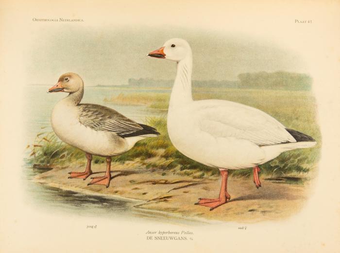 Ornithologia Neerlandica. De vogels van Nederland (Bd. 5 : Voltooid door G. A. Brouwer). 5 Bde.