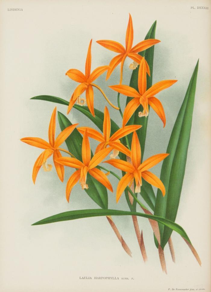 Lindenia. Iconographie des Orchidées. Dirigée et Rédigée par J. Linden, Lucien Linden et Émile Rodigas. Bde. XI - XVII (von 17; = vol. 1-7 de la deuxième série).
