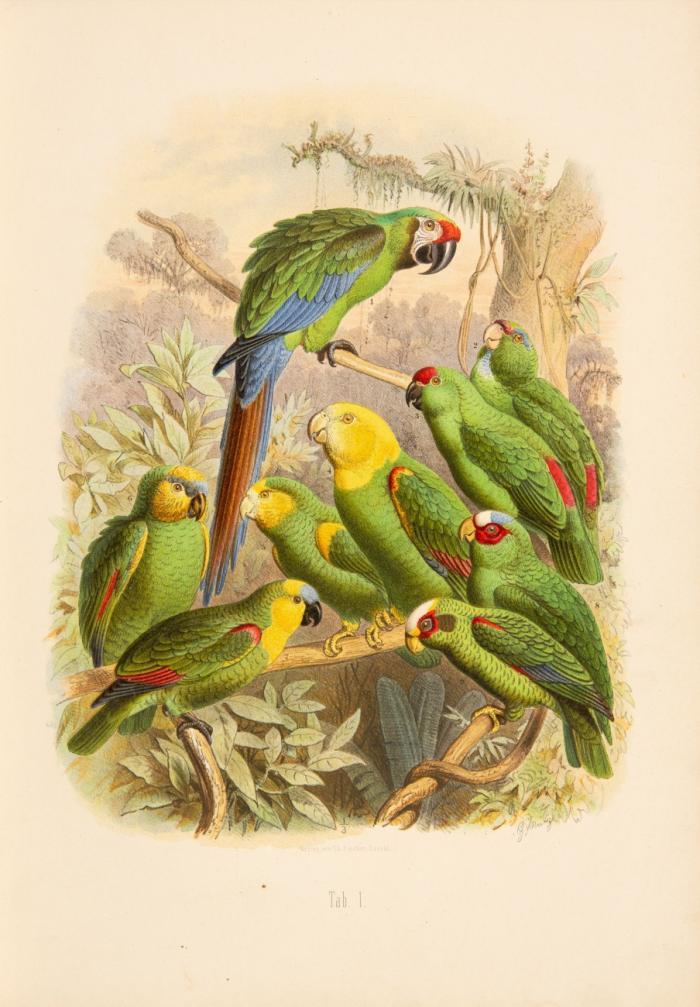 Vogelbilder aus fernen Zonen. Abbildungen und Beschreibungen der Papageien.