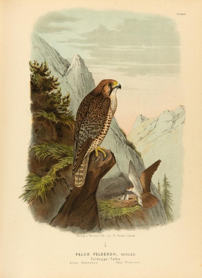 Die Raubvögel Deutschlands und des angrenzenden Mitteleuropas. Darstellung und Beschreibung der in Deutschland und dem angrenzenden Mitteleuropa vorkommenden Raubvögel. 2. Auflage der Tafeln mit kurzem Text.