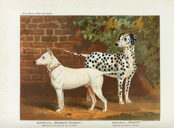 Das illustrierte Buch vom Hunde. Unter Mitwirkung der hervorragendsten Züchter und Kynologen. Nebst einem Anhange über medicinische und chirurgische Behandlung der Hundekrankheiten von Dr. W. Gordon Stables. Uebersetzt und mit Anmerkungen versehen von R. v. Schmiedeberg.