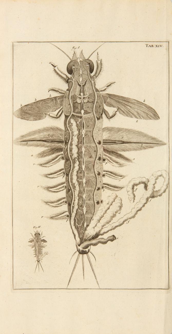 Bibel der Natur, worinnen die Insekten in gewisse Classen vertheilt, sorgfältig beschrieben, zergliedert, in saubern Kupferstichen vorgestellt, mit vielen Anmerkungen über die Seltenheiten der Natur erleutert ... werden. Nebst Hermann Boerhave Vorrede von dem Leben des Verfassers. Aus dem Holländischen übers.