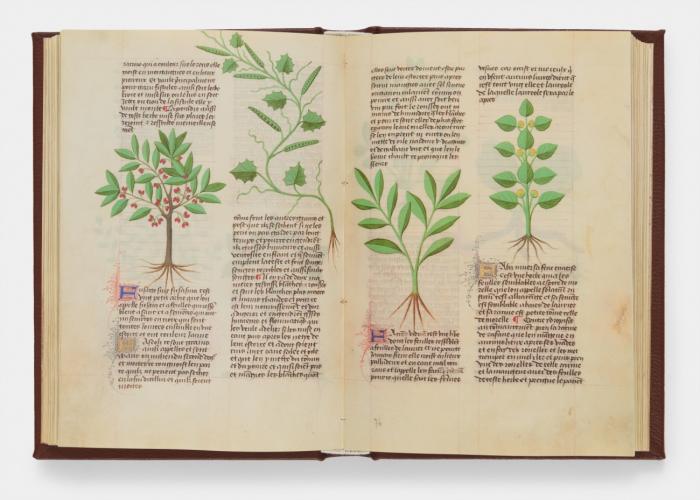 Herbolaire. (Grant Herbier). Biblioteca Estense, Modena, Est28 = alfa M.5.9.