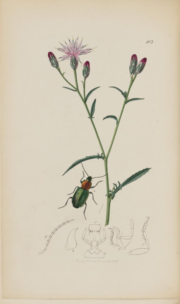British entomology; Being illustrations and descriptions of the genera of insects found in Great Britain and Ireland: Containing coloured figures from nature of the most rare and beautiful species, and in many instances of the plants upon which they are found. 8 Bde.