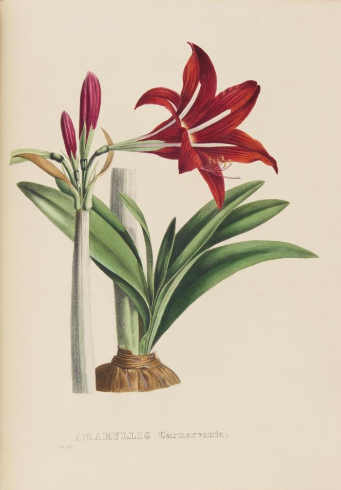 Sertum botanicum, collection de plantes. 4 Tle. in 8 Bdn.