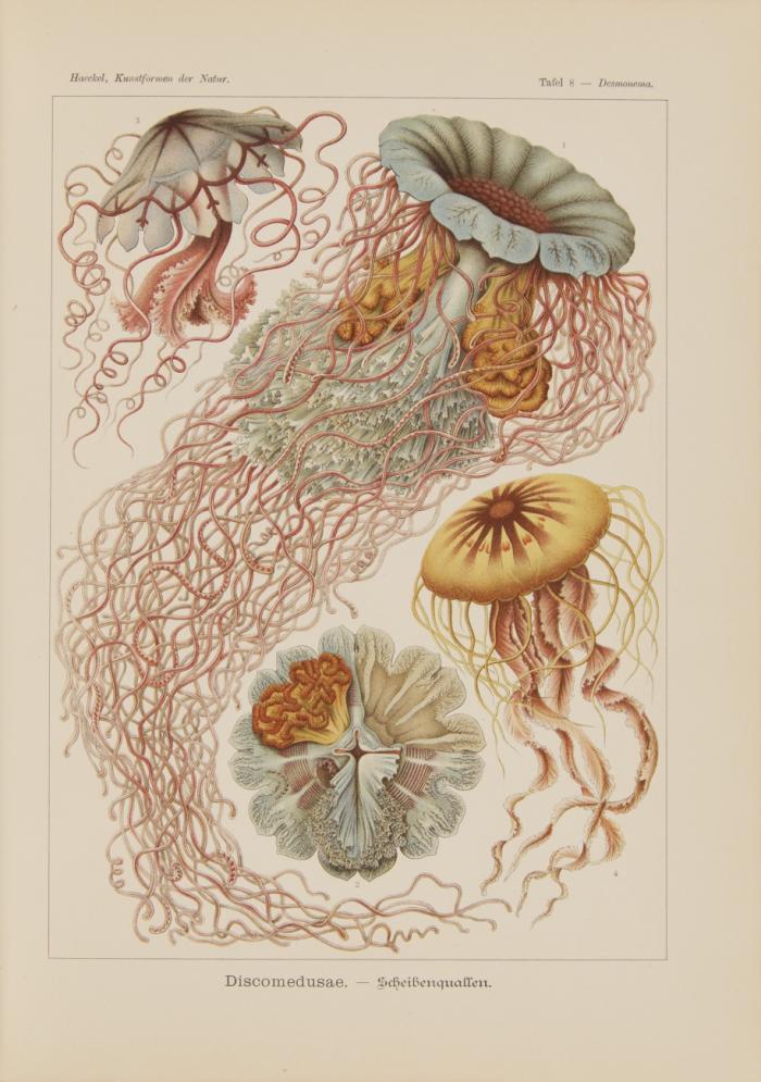 Kunstformen der Natur. Hundert Illustrationstafeln mit beschreibendem Text.