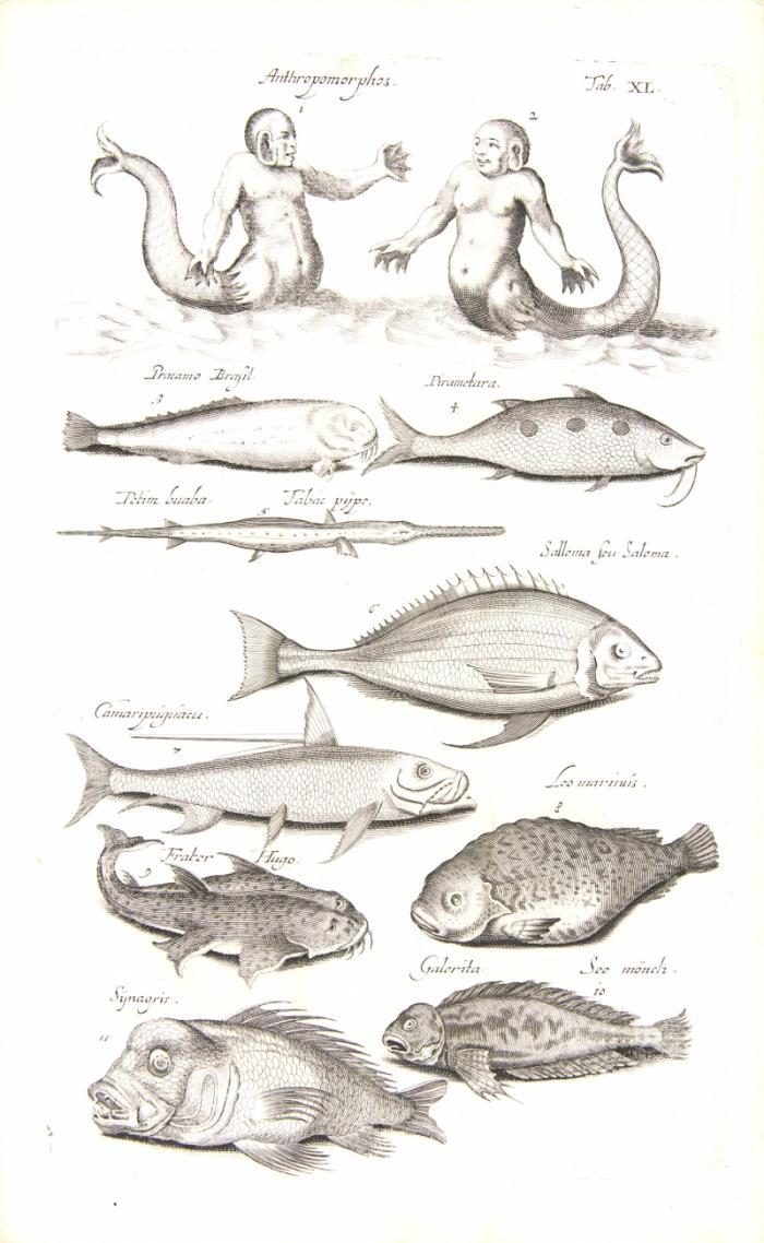 Historia naturalis de piscibus et cetis, libri V. / Historia naturalis de exanguibus aquaticis, libri IV.