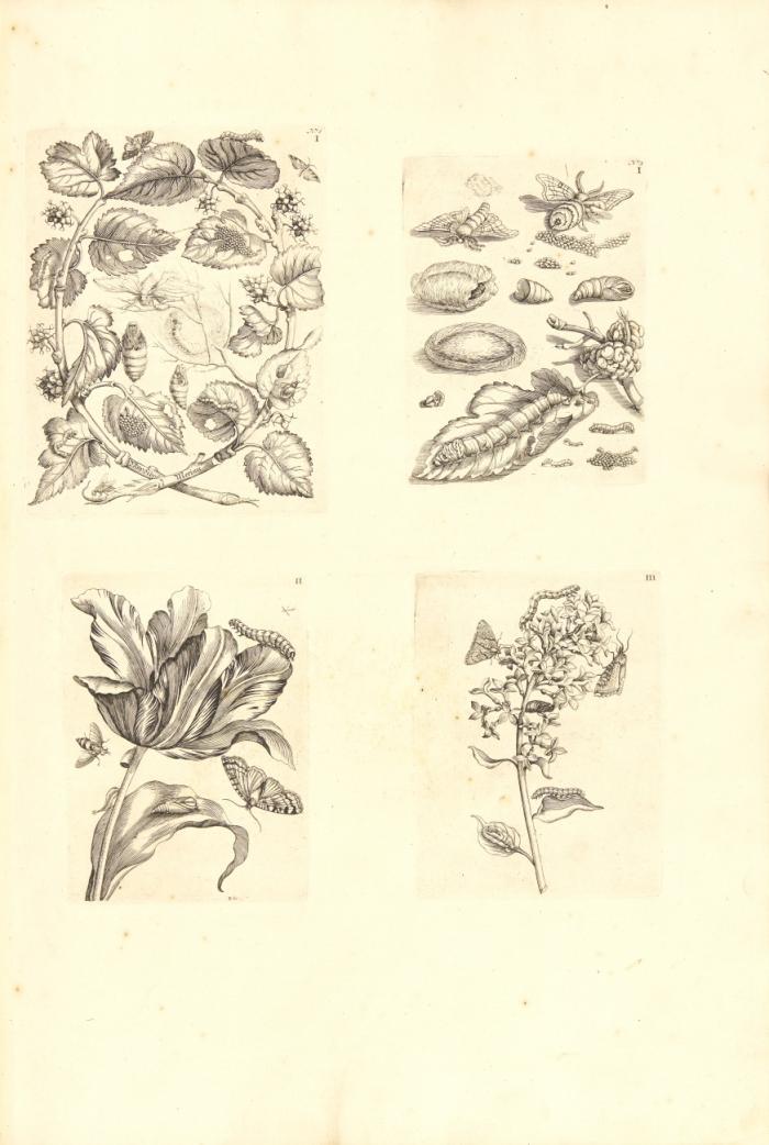 De Europische Insecten, naauwkeurig onderzogt, na 't leven geschildert, en in print gebragt ... in't Frans beschreeven door J. Marret ...  en door een voornaam Liefhebber in't Nederduits vertaalt.
