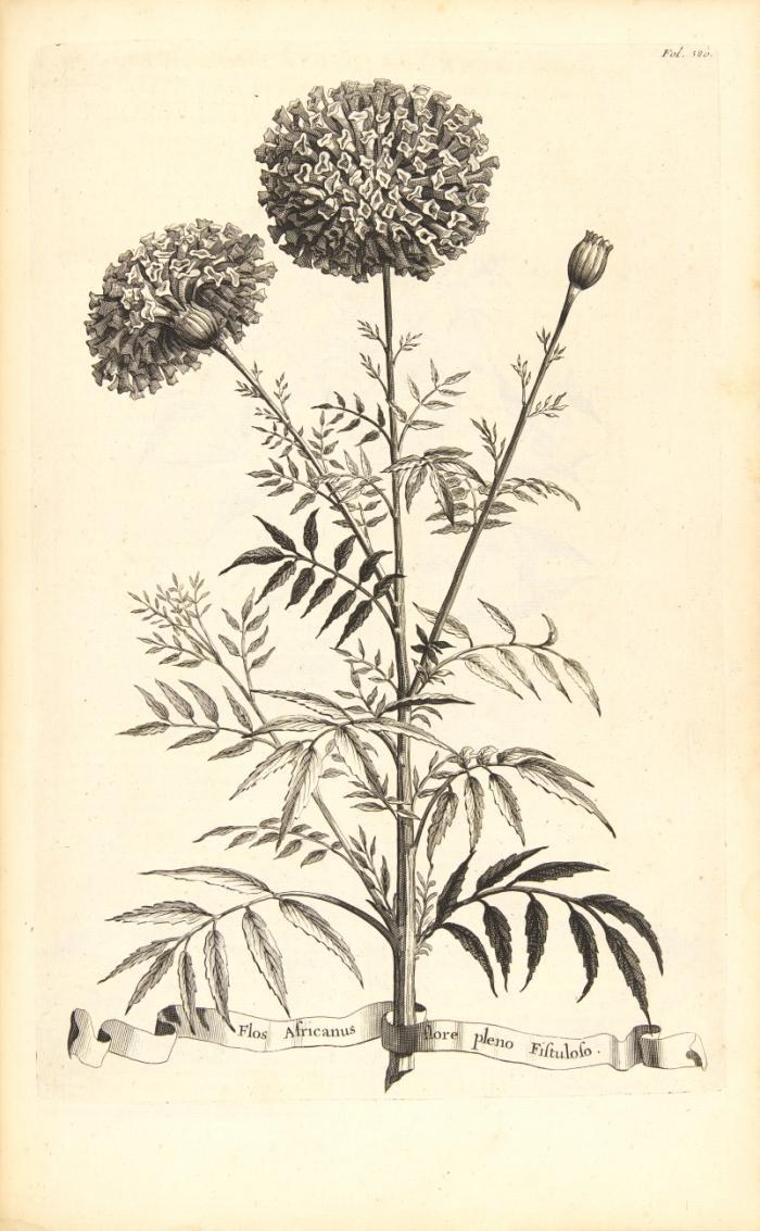 Naauwkeurige Beschryving der Aardgewassen, waar in de veelerley Aart en bijzondere Eigenschappen der Boomen, Heesters, Kruyden, Bloemen... beschreeven worden.