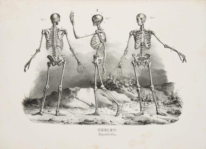 Naturgeschichte und Abbildungen des Menschen der verschiedenen Rassen und Stämme, nach den neuesten Entdeckungen und vorzüglichsten Originalien. 3. vermehrte Auflage.
