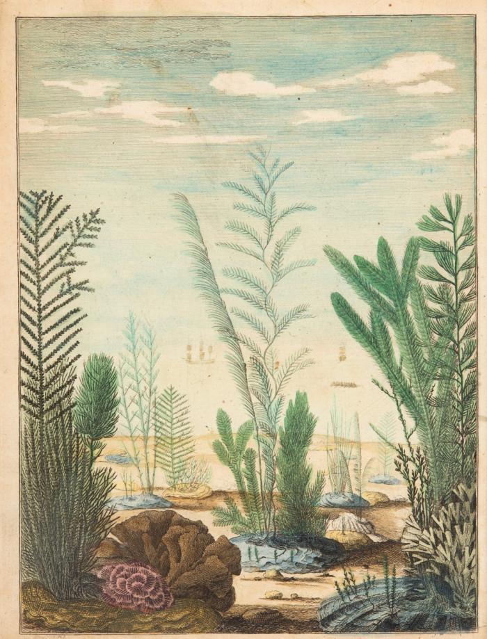 Natuurlyke Historie van de Koraal-Gewassen, en andere dergelyke Zee-Lighamen, die men gemeenelyk vind op de Kusten van Groot-Brittanien en Ierland. Benevens eene Beschryving van een grooten Zee-Polyp, in den Zomer van't jaar 1753 by den Noord-Pool door de Walvis-Vangers gevonden. Uit het Engels vertaald door Jan Tak.