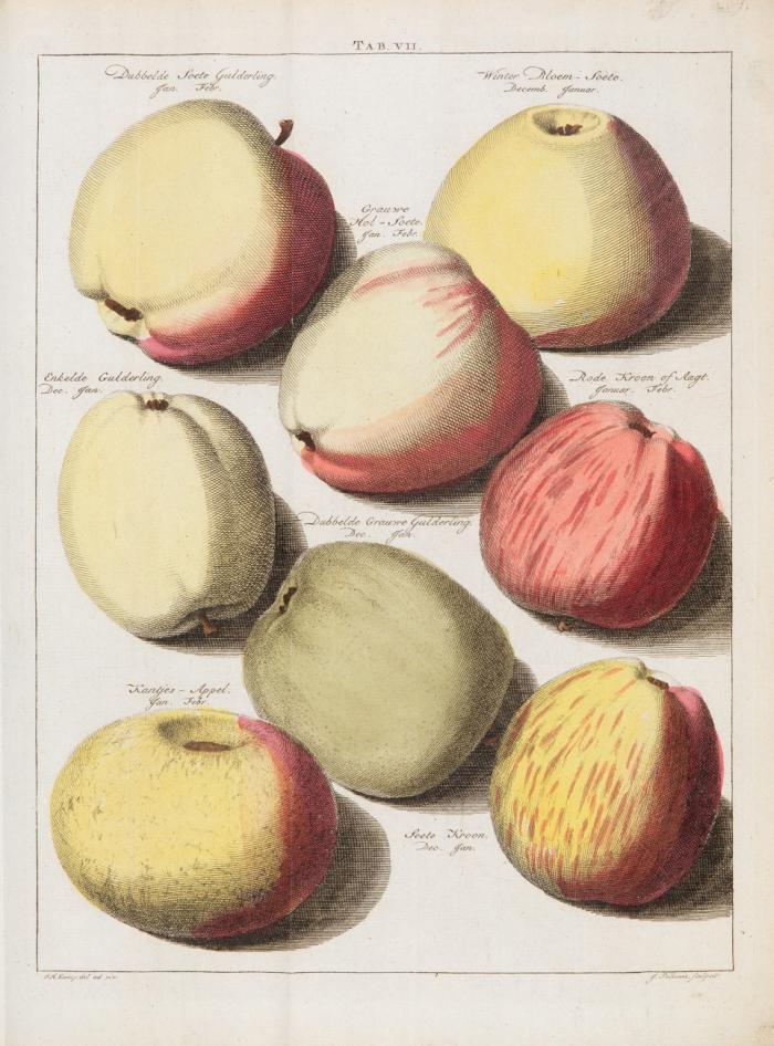Beschrijving en Afbeeldingen van de beste Soorten van Appelen en Peeren./ Beschrijving van Vruchtboomen en Vruchten./ Beschrijving van Plantagie-Gewassen. 3 Werke in 1 Bd.