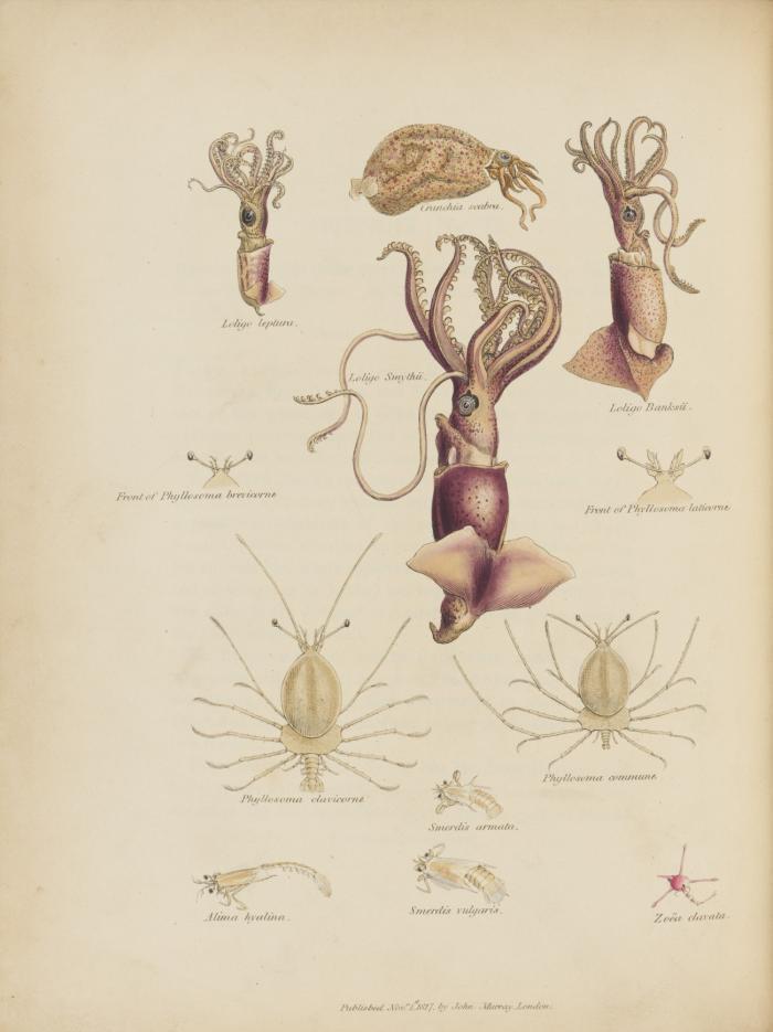 Narrative of an expedition to explore the river Zaire, usually called the Congo, in South Africa, in 1816. To which is added, the journal of professor Smith; some general observations on the country and its inhabitants; and an appendix: Containing the natural history of that part of the kingdom of Congo through which the Zaire flows.