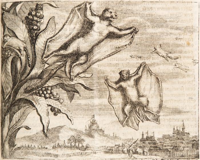 Wagner, Johann Christoph: Delineatio provinciarum Pannoniae et imperii Turcici in oriente. Eine Grundrichtige Beschreibung des ganzen Aufgangs/ sonderlich aber des Hochlöblichen Königreichs Ungarn/ und der ganzen Türckey/ [...].
