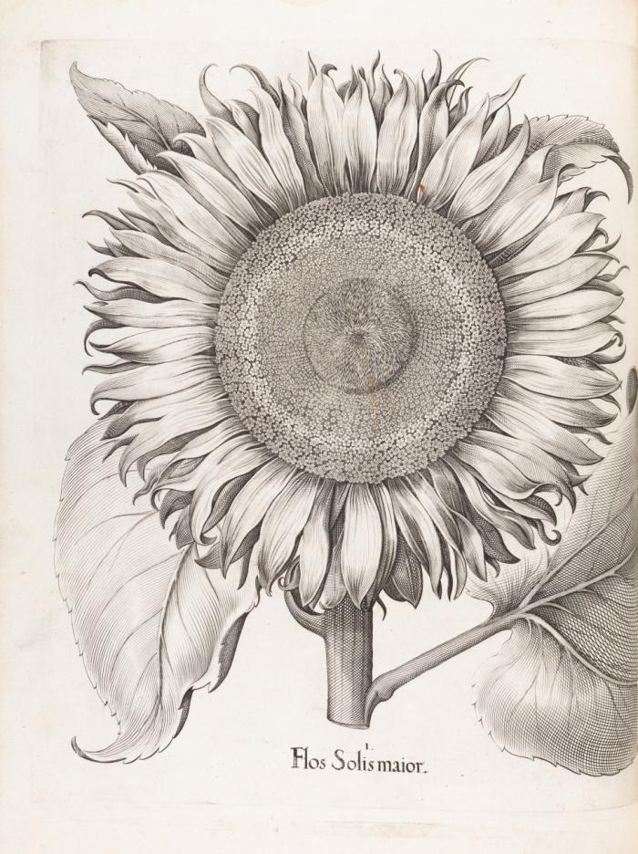 Hortus Eystettensis, sive diligens et accurata omnium plantarum, florum, stirpium, ex variis orbis terrae partibus, singulari studio collectarum, quae in celeberrimis viridariis arcem episcopalem ibidem cingentibus, hoc tempore conspiciuntur delineatio et ad vivum repraesentatio.