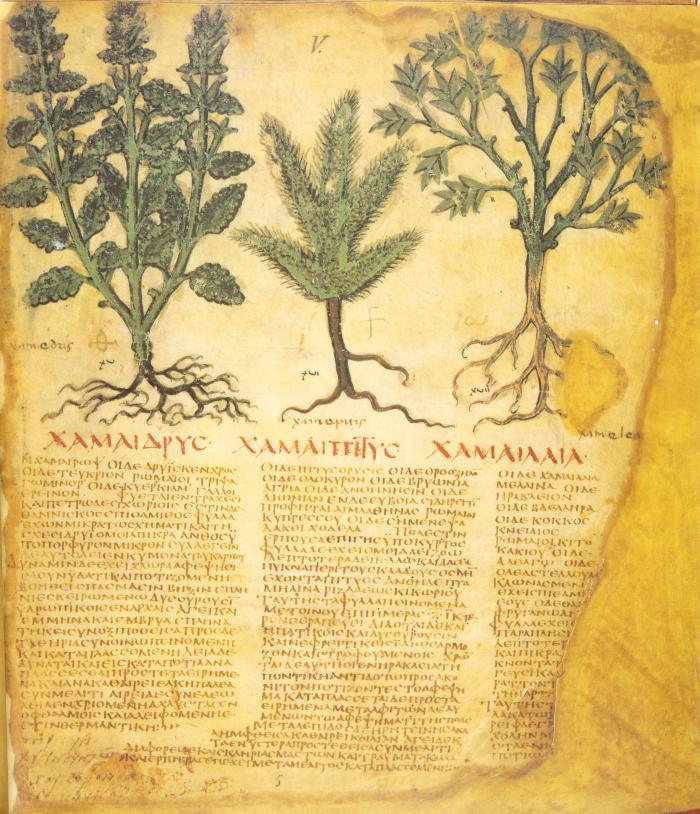Dioscurides Neapolitanus. Codex ex Vindobonensis Graecus 1 der Biblioteca Nazionale di Napoli. Faksimile u. Kommentar. 2 Bde. Rom & Graz 1988-92. - Ex. 480/480