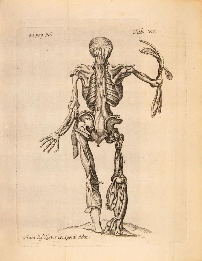 Anatomia medicinae theoreticae et practicae ministra ... Innsbruck J. J. Cremer 1740.