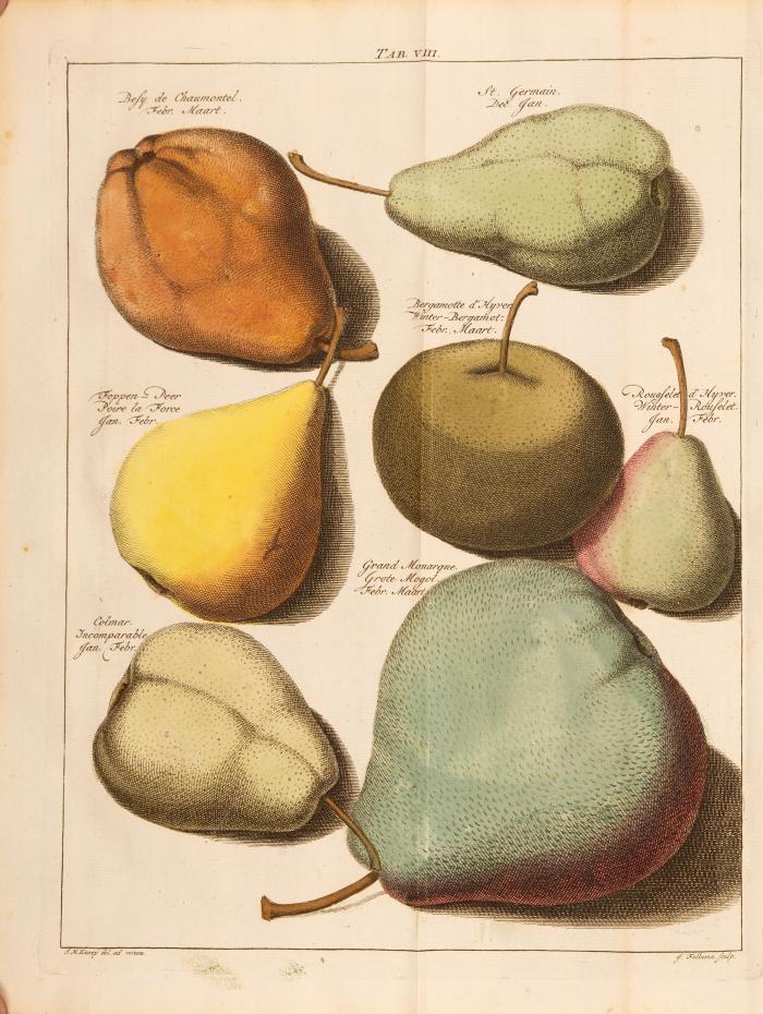 J. H. Knoop, Pomologie, ou description des meilleures sortes de pommes et de poires. Amsterdam 1761. - Angeb.: ders., Fructologie, ou description des arbres fruitiers. Amsterdam 1771.