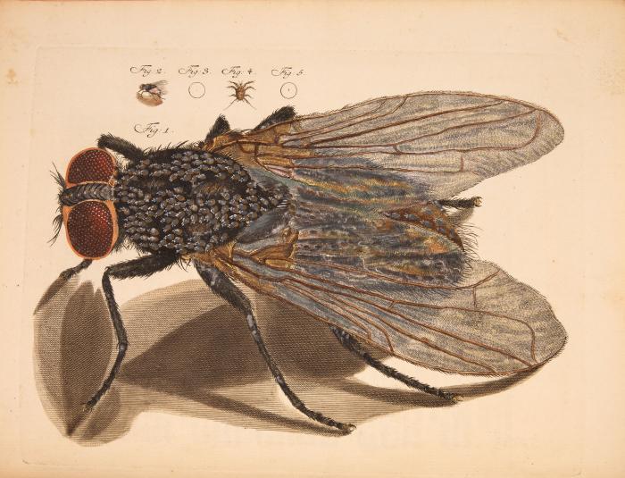 Nachleese seiner mikroskopischen Gemüths- und Augen-Ergötzung. I.-V. Sammlung und 2 Anhänge in 1 Bd. (= Bd. 2 von 2 Bdn. des Gesamtwerks).